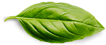 ข้อมูลน่าสนใจ Basil Leaf